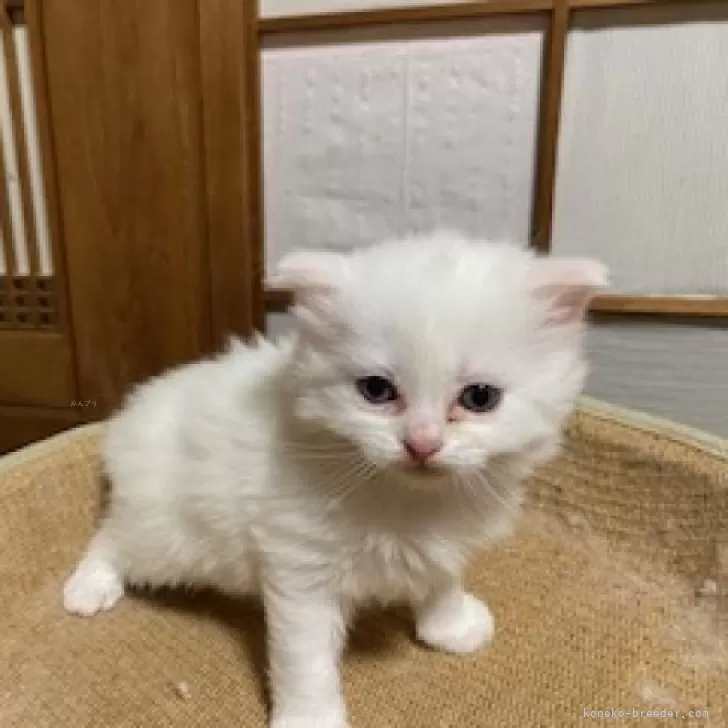 ID：2404-00116の子猫