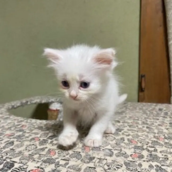 ID：2309-02916の子猫