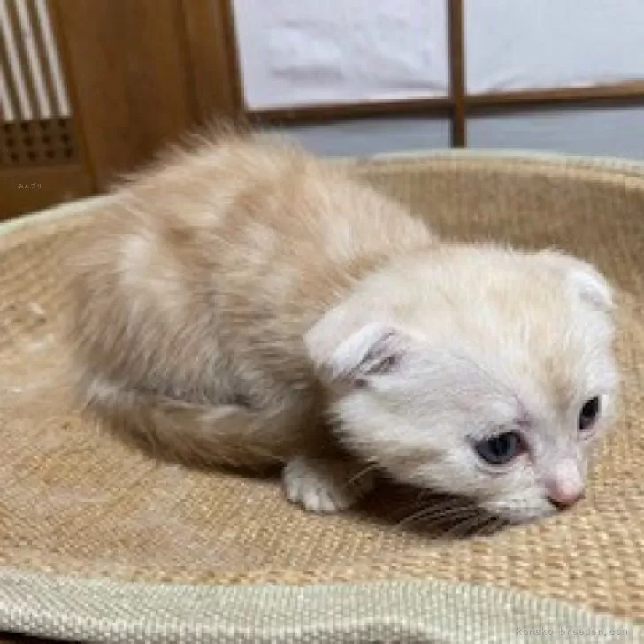 ID：2401-00599の子猫