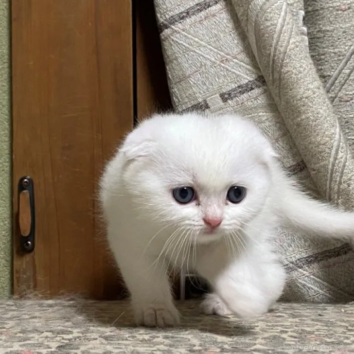 ID：2309-00571の子猫