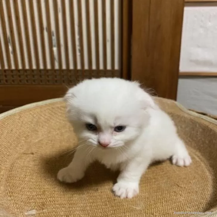 ID：2404-03468の子猫