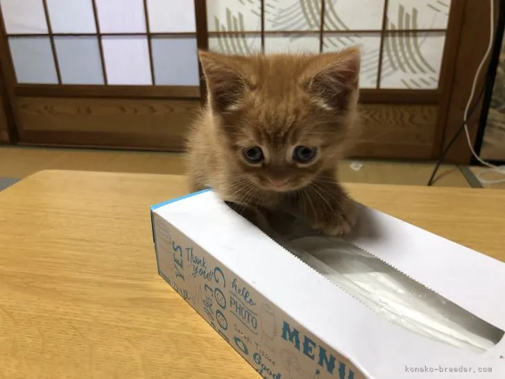 ID：2203-01827の子猫