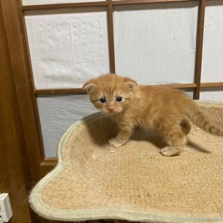 ID：2407-01479の子猫