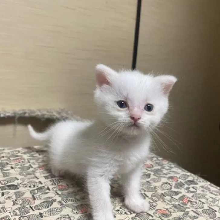 ID:2407-01321の子猫