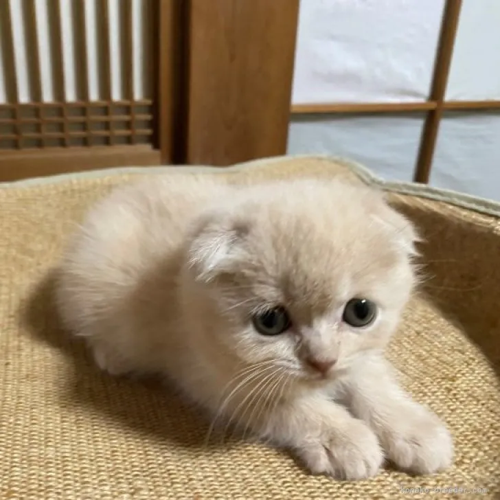 ID：2304-01421の子猫