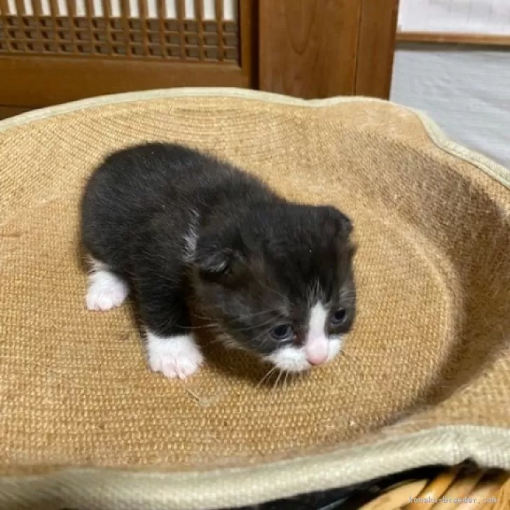 ID:2404-03577の子猫