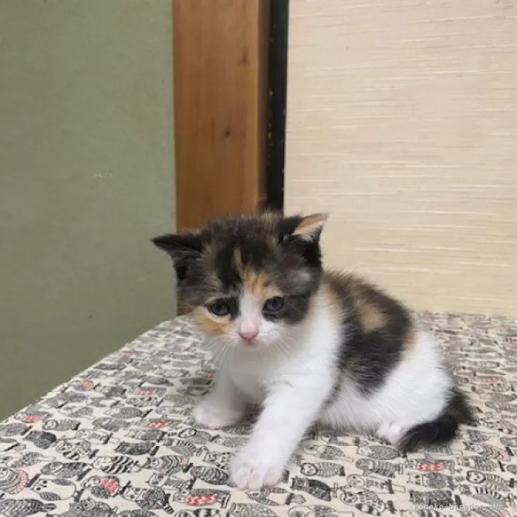 ID：2407-01319の子猫