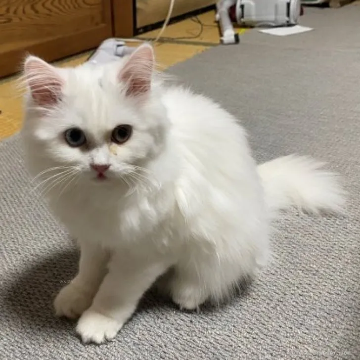 ID：2307-01091の子猫