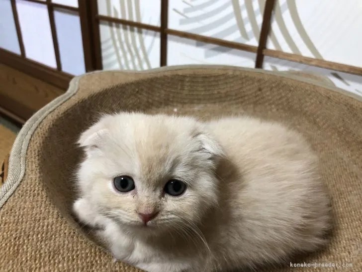 ID：2204-02324の子猫