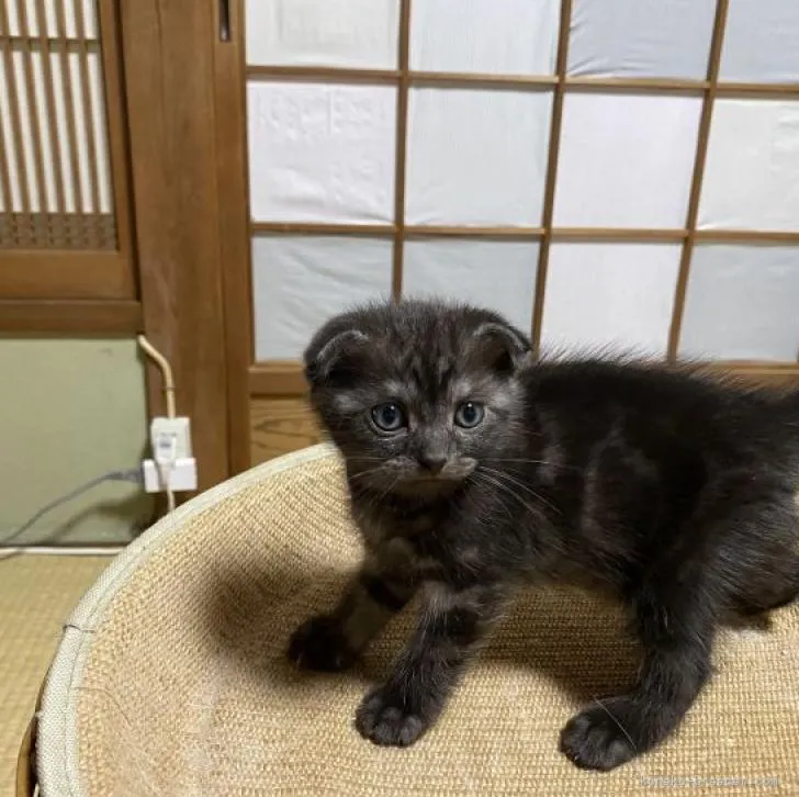 ID：2209-02199の子猫