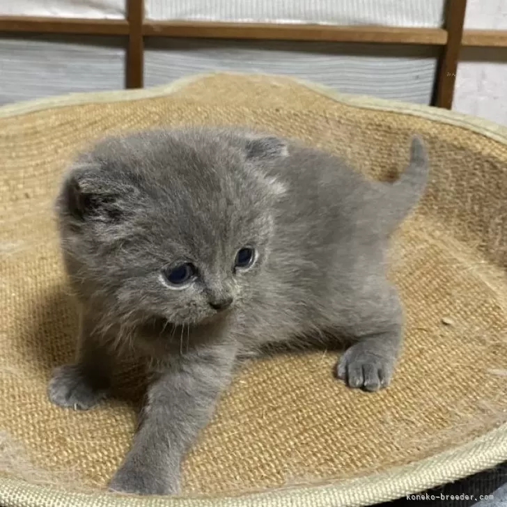 ID：2411-01507の子猫