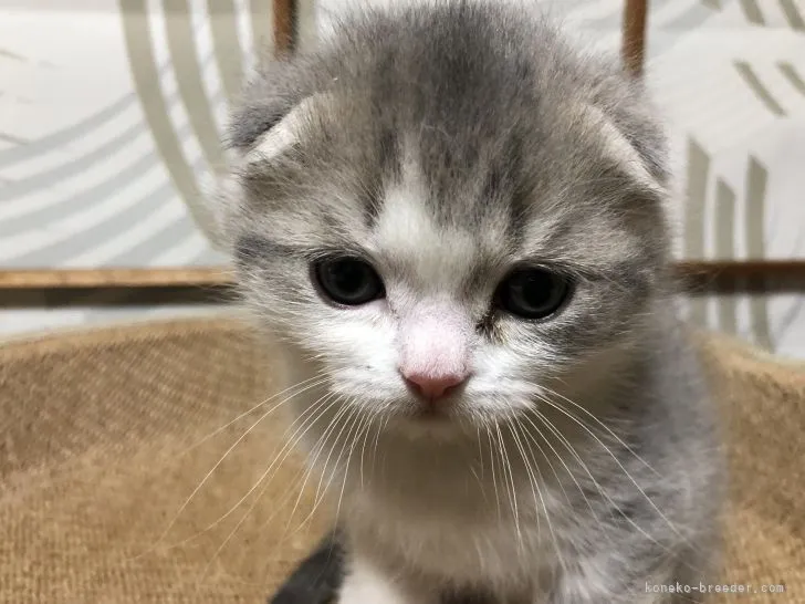 スコティッシュフォールド(折れ耳)【香川県・男の子・2022年3月6日・ブルータビー×ホワイト】の写真1「4.18撮影」