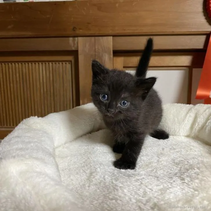 ID：2209-02200の子猫