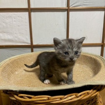 スコティッシュフォールド(立ち耳)【香川県・女の子・2024年6月12日・ブラックスモーク（ショートヘア）】の写真「立耳の可愛らしいブラックスモーク女子ですよ～」