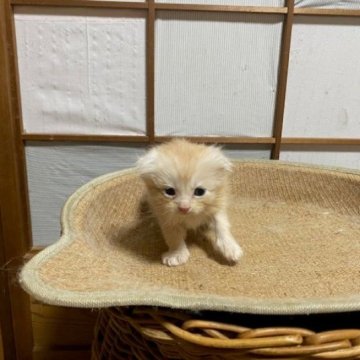 スコティッシュフォールド(折れ耳)【香川県・男の子・2024年6月12日・クリーム】の写真「折れ耳で可愛らしい人気のクリーム男子です～」