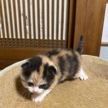 スコティッシュフォールド【香川県・女の子・2024年3月27日・キャリコ】の写真「折れ耳で可愛らしいキャリコ女子ですよ～」