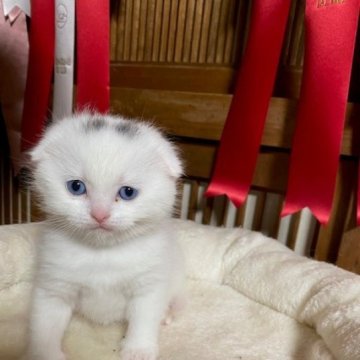 スコティッシュフォールド(折れ耳)【香川県・男の子・2024年2月6日・ホワイト（ショートヘア）】の写真「折れ耳で希少なブルーアイのホワイト男子ですよ～」
