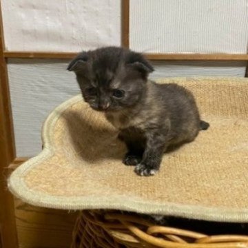 スコティッシュフォールド(折れ耳)【香川県・女の子・2024年6月12日・トーティ（ショートヘア）】の写真「折れ耳の可愛らしいトーティ女子ですよ～」