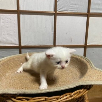 スコティッシュフォールド(立ち耳)【香川県・男の子・2024年6月12日・ホワイト（ショートヘア）】の写真「立耳の可愛らしいホワイト男子ですよ～」