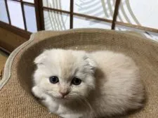 スコティッシュフォールド(折れ耳)【香川県・女の子・2022年3月30日・クリーム】の写真1「5/9撮影」