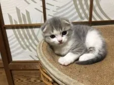 スコティッシュフォールド(折れ耳)【香川県・男の子・2022年3月6日・ブルータビー×ホワイト】の写真2「4.18撮影」