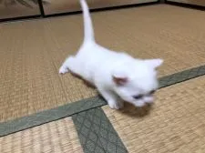 スコティッシュフォールド(立ち耳)【香川県・男の子・2022年2月25日・ホワイト】の写真2「3/23撮影」