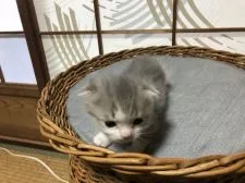 スコティッシュフォールド(折れ耳)【香川県・男の子・2022年3月6日・ブルータビー×ホワイト】の写真4