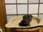スコティッシュフォールド(折れ耳)【香川県・女の子・2024年6月12日・】の写真4「すくすく成長中です。」