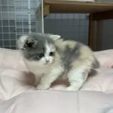 ブリティッシュショートヘア【香川県・女の子・2025年11月8日・ダイリュートキャリコ】の写真10