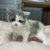 ブリティッシュショートヘア【香川県・女の子・2025年11月8日・ダイリュートキャリコ】の写真11