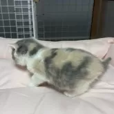 ブリティッシュショートヘア【香川県・女の子・2025年11月8日・ダイリュートキャリコ】の写真12