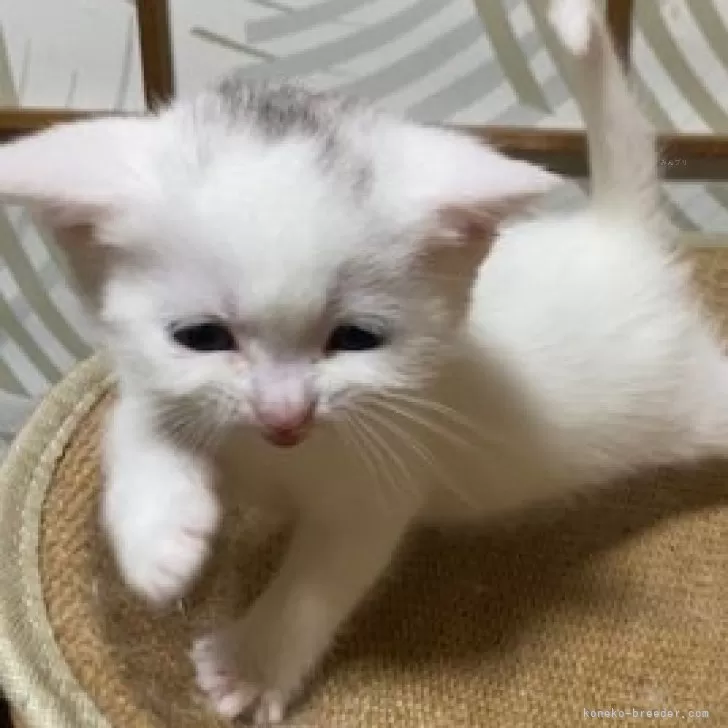 ID：2502-01894の子猫