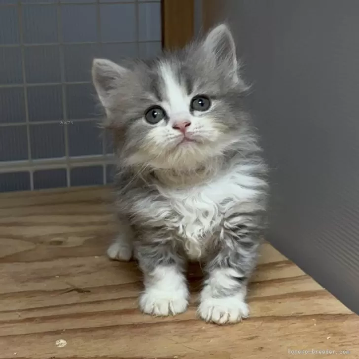 ID：2509-00436の子猫