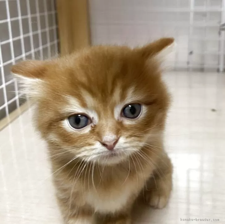 ID:2507-02857の子猫
