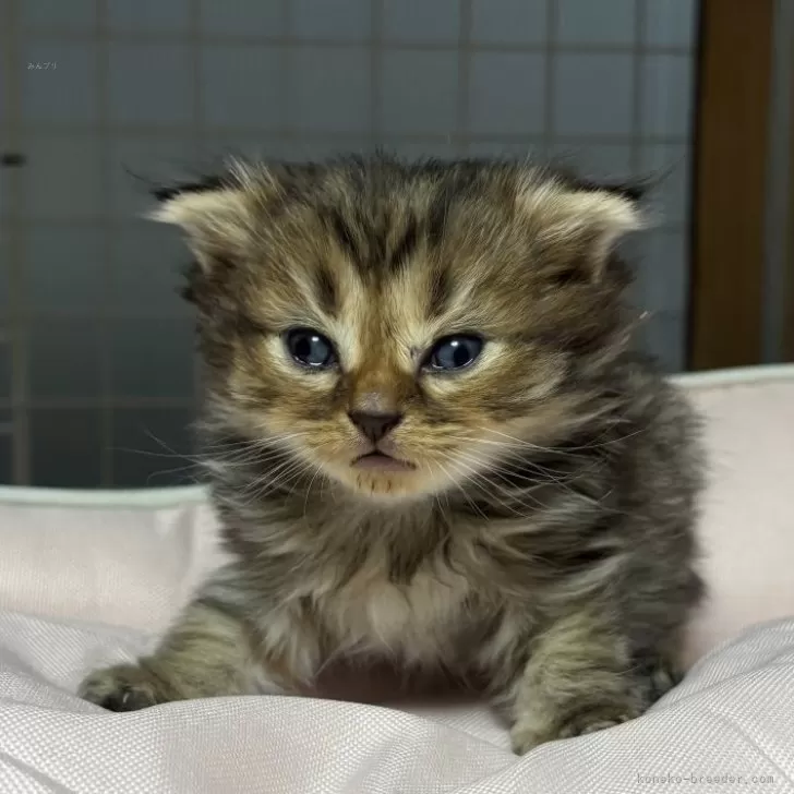 スコティッシュフォールド(折れ耳)【香川県・女の子・2025年10月6日・ブラウンタビー】の写真1「離乳食を食べ始めすくすく成長中👶🍼💞」