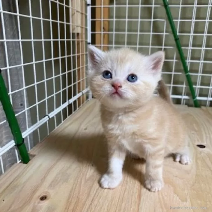 ID：2501-02096の子猫