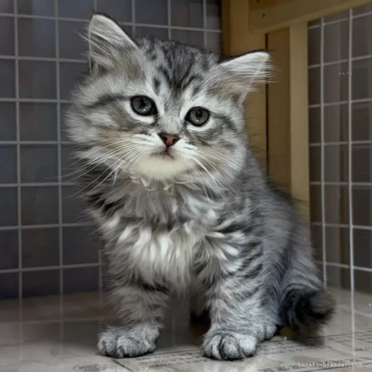 ID:2507-02858の子猫