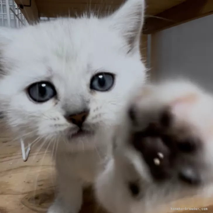 ID：2509-00309の子猫