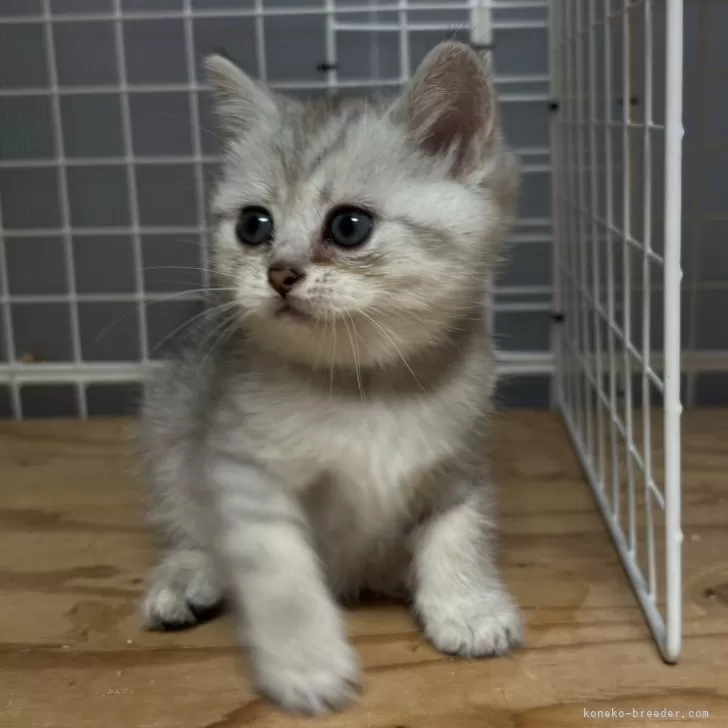 ID：2509-00300の子猫