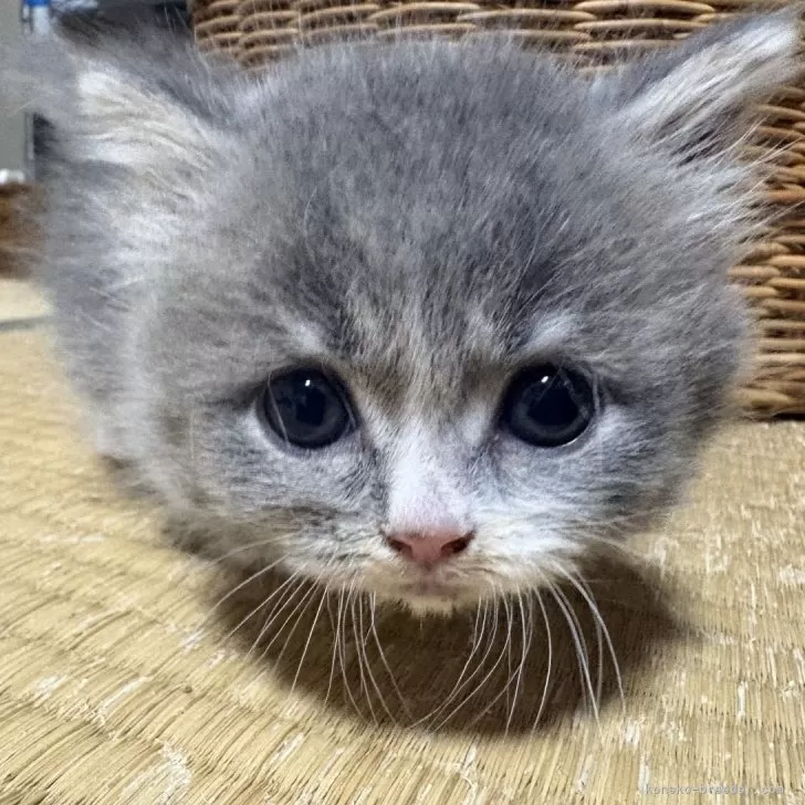 J.S 様のお迎えした子猫