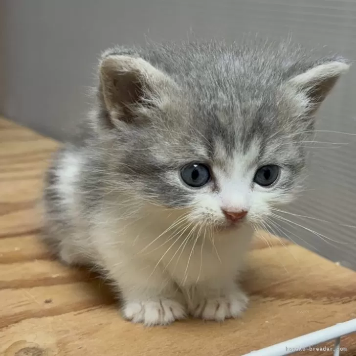 ID：2509-00336の子猫