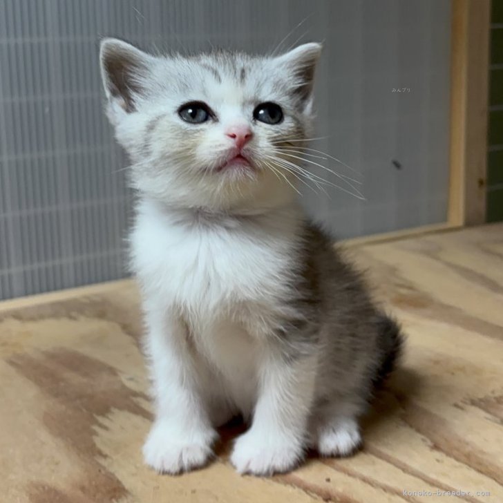 イギリス製デコパージュ　上から貴方を覗き込む可愛い猫ちゃん！ イギリス製デコパージュ 上から貴方を覗き込む可愛い猫ちゃん