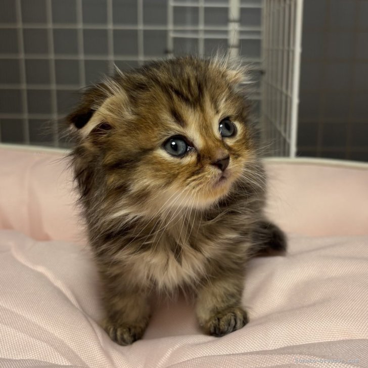 ブリーダー画像