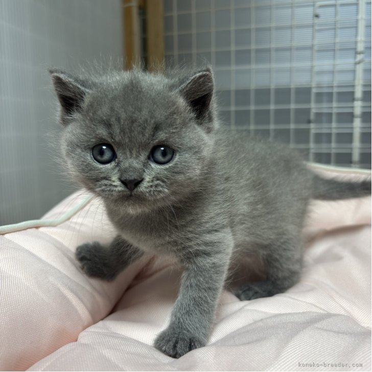 ブリーダー画像