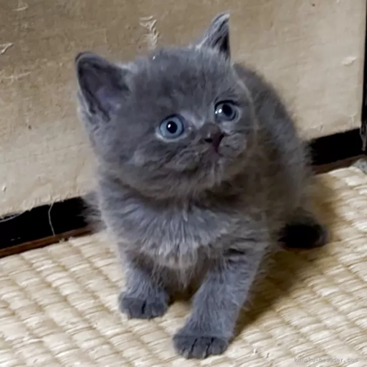 ID：2504-00069の子猫