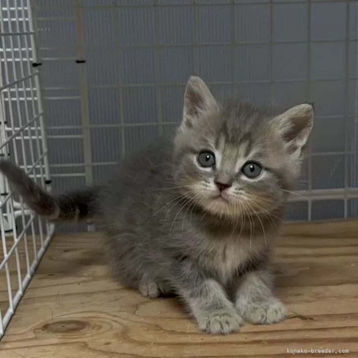 K.K 様のお迎えした子猫