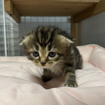 スコティッシュフォールド(折れ耳)【香川県・女の子・2025年10月6日・ブラウンタビー】の写真「折れ耳で可愛らしい顔の女の子です🎀」