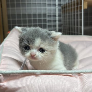 ブリティッシュショートヘア【香川県・女の子・2025年11月8日・ダイリュートキャリコ】の写真「可愛らしい毛色の温厚な女の子です💓」