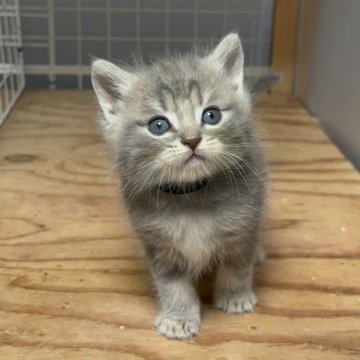 マンチカン(長足)【香川県・男の子・2025年7月28日・ブルータビー】の写真「おめめがクリクリで可愛らしい男の子です😆」