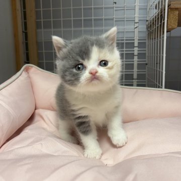 ブリティッシュショートヘア【香川県・女の子・2025年11月8日・ダイリュートキャリコ】の写真「可愛らしい毛色の温厚な女の子です💓」